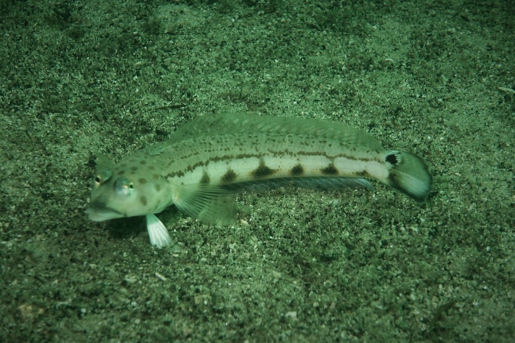 Spotted Grubfish from Camp Cove, Middle Reef Sydney NSW, Australia on ...