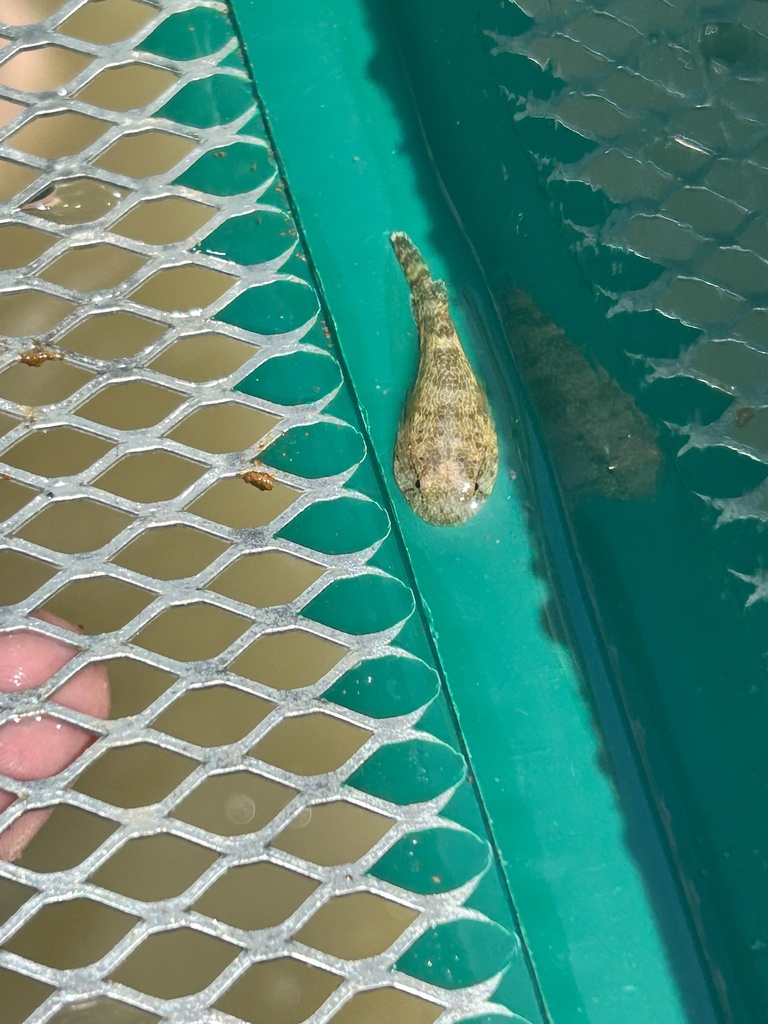 Skilletfish from Chesapeake Bay, Chesapeake Beach, MD, US on August 5 ...