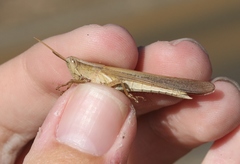 Stenocatantops vitripennis