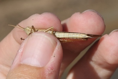 Stenocatantops vitripennis