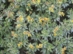 Brachyglottis monroi