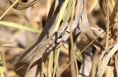 Stenocatantops angustifrons