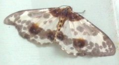 Abraxas amicula-illuminata