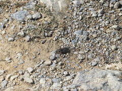 Amphipsalta strepitans