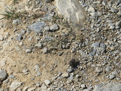 Amphipsalta strepitans