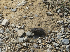 Amphipsalta strepitans