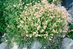 Erythranthe erubescens