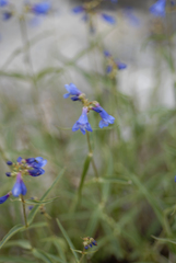 Penstemon watsonii