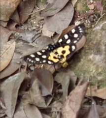 Chelonomorpha japana