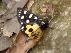 Chelonomorpha japana