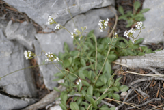Valeriana acutiloba
