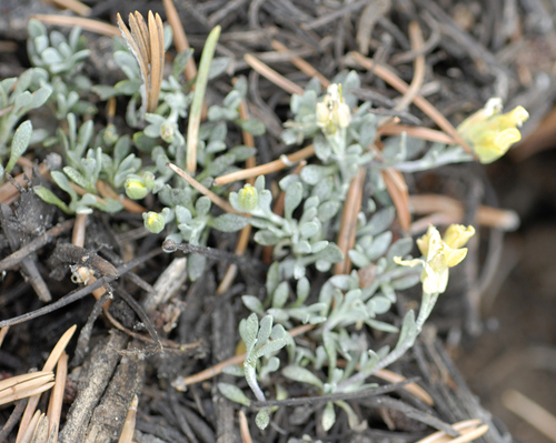 Hitchcock's bladderpod (Lesquerella hitchcockii)