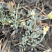 Physaria hitchcockii - Photo (c) springlake1, vissa rättigheter förbehållna (CC BY-NC), uppladdad av springlake1