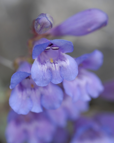 Penstemon leiophyllus var. francisci-pennellii