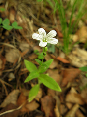 Cerastium pauciflorum