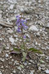 Penstemon pachyphyllus congestus