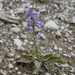 Penstemon pachyphyllus congestus - Photo (c) springlake1, some rights reserved (CC BY-NC), uploaded by springlake1