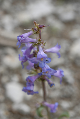 Penstemon pachyphyllus congestus