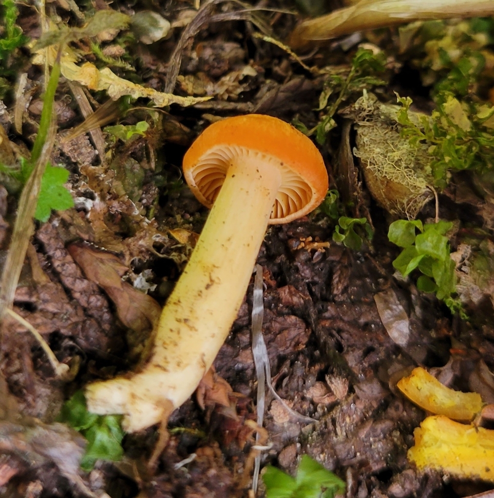 Cuphophyllus sp. 'WA02'