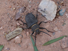Calocomus rugosipennis