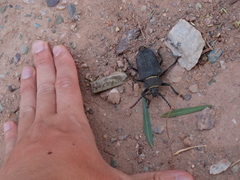 Calocomus rugosipennis