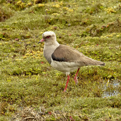 Vanellus resplendens