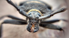 Calocomus rugosipennis