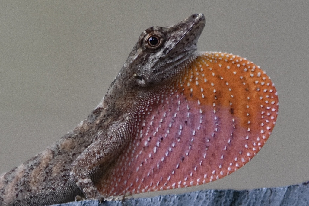 Tolima Anole