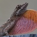 Tolima Anole - Photo (c) Juan Antonio Alonso de Juan, some rights reserved (CC BY-NC), uploaded by Juan Antonio Alonso de Juan