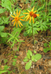Tephroseris porphyrantha