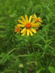 Tephroseris porphyrantha