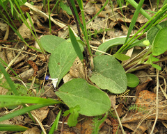 Tephroseris porphyrantha