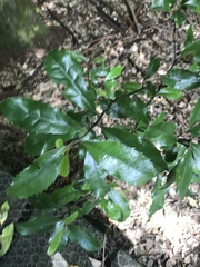 Hedycarya arborea