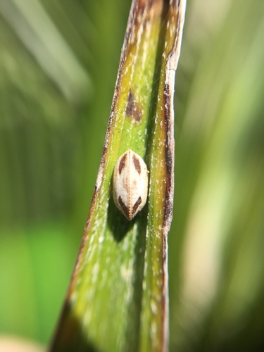 Balta bicolor photo 5