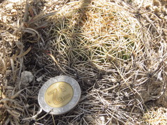 Coryphantha pseudoradians