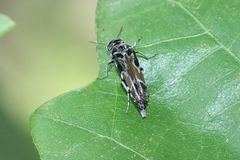 Glipa hilaris