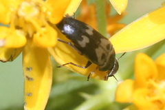 Glipa oculata
