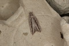 Leistarcha scitissimella