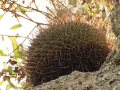 Mammillaria mystax