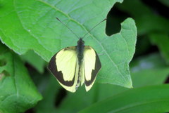 Leptophobia diaguita