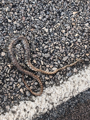 Brown Tree Snake sighting