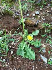 Taraxacum officinale image