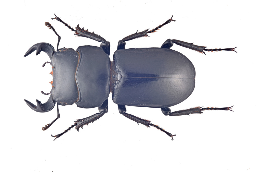 Dorcus ratiocinativus