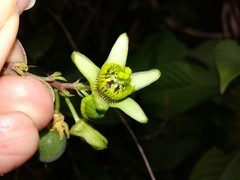 Passiflora sexocellata