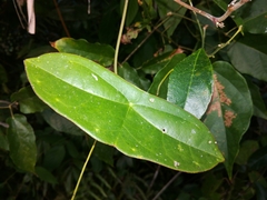 Passiflora sexocellata