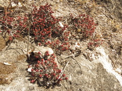 Sedum liebmannianum