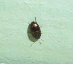 Litargus
