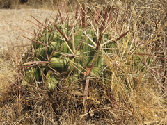 Ferocactus recurvus recurvus
