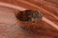 Litargus balteatus