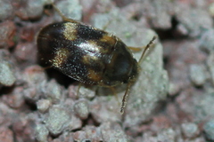 Litargus balteatus